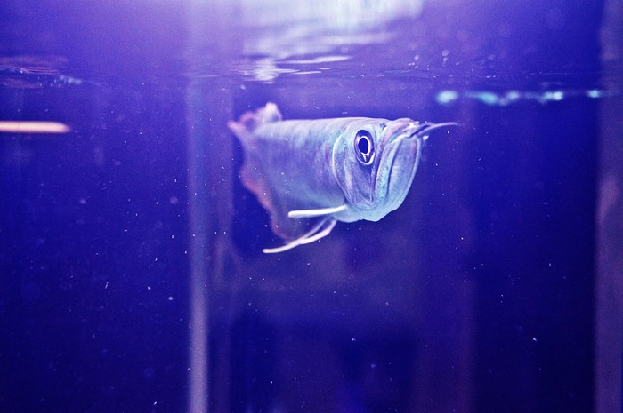 Arowana fish swimming underwater in blue aquarium