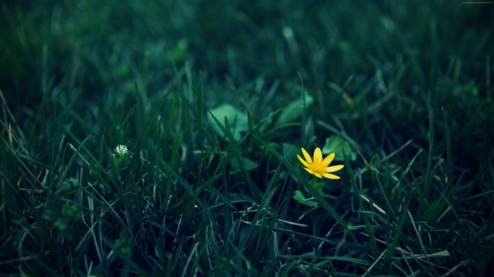 Yellow wildflower in green grass, 4k