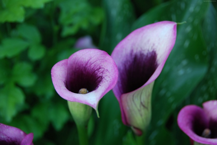 Purple Calla Lilies in Bloom