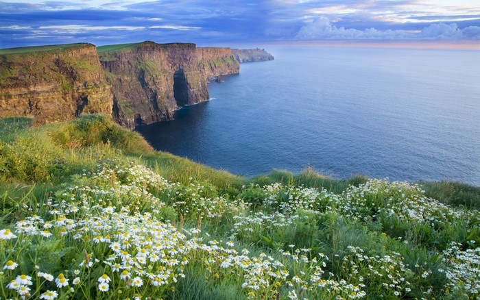 Cliffs of Moher with wildflowers and the Atlantic Ocean
