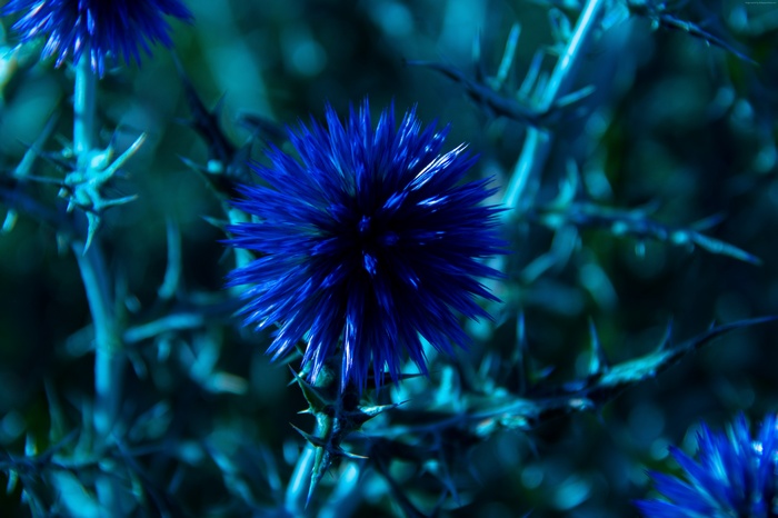 Blue Thistle Flower with Thorns