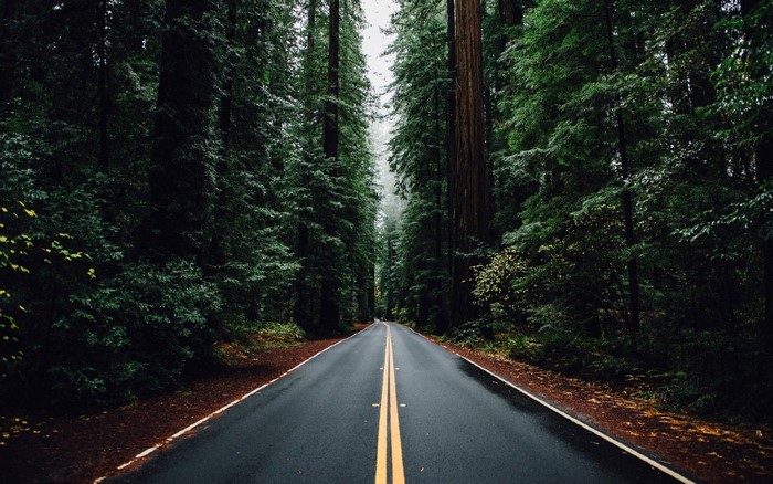 Road through a dense redwood forest