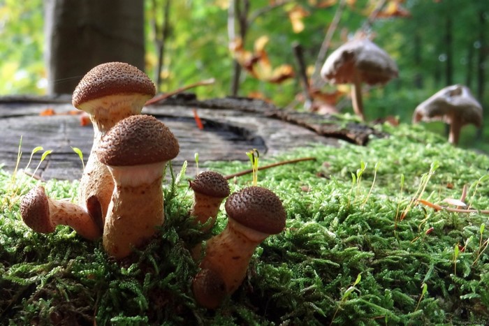 Brown Mushrooms Growing on Mossy Forest Floor