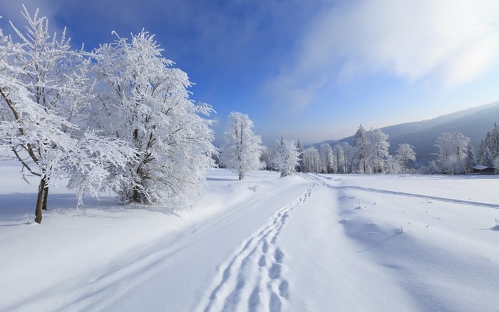 Snowy landscape with frosted trees and footprints