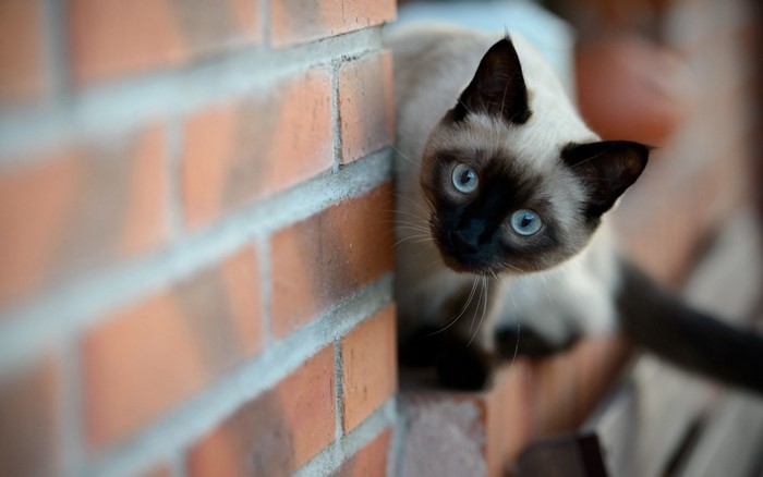 Curious Siamese Cat Peeking Around Brick Wall