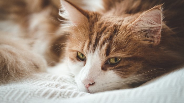Close up of an orange and white cat's face