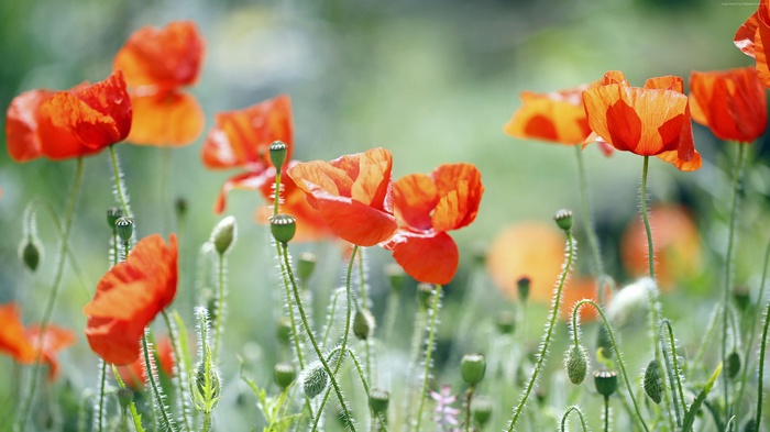 Field of Red Poppies in Bloom