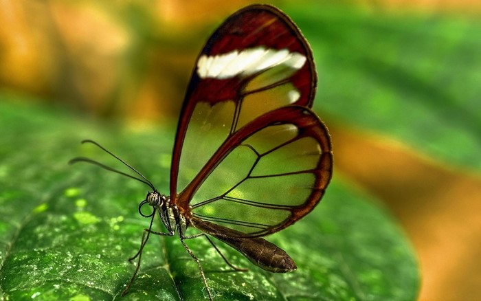 Glasswing butterfly on a green leaf