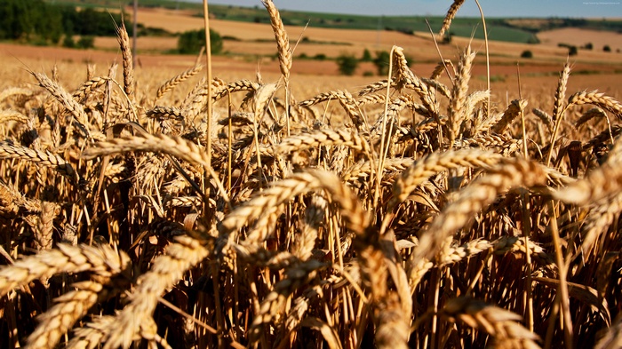 wheat, Meadows, 4k, 5k, field