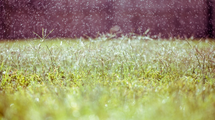 Rain falling on grass and wildflowers