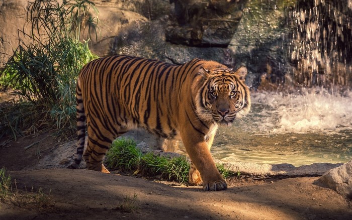 Tiger walking near a waterfall in a zoo enclosure