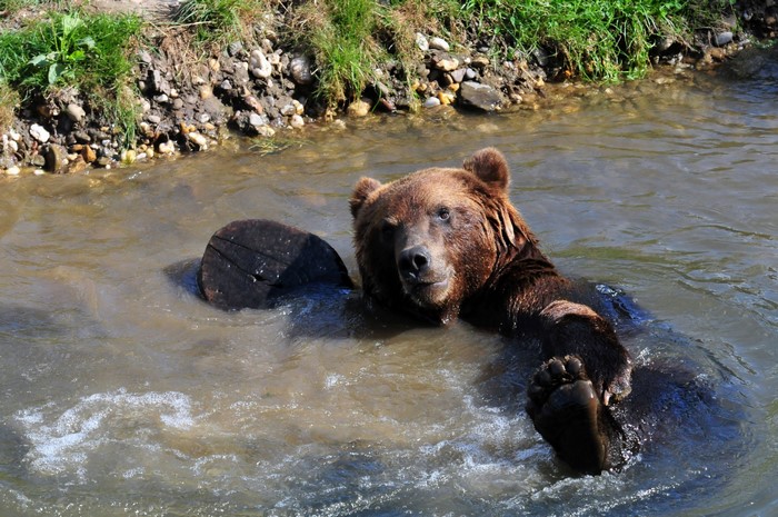 Brown bear swimming in water with a log