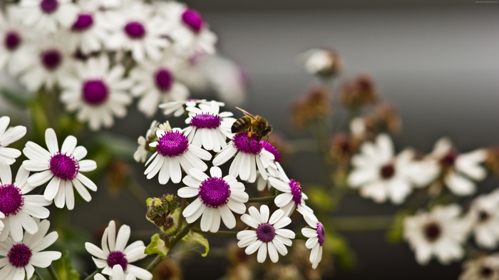 Bee on white daisies with purple centers