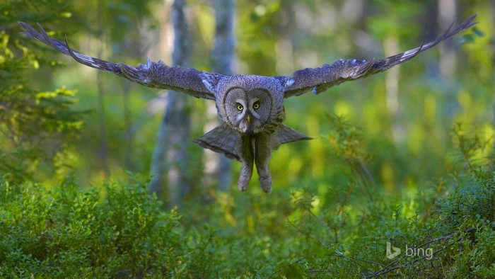 Great Grey Owl in flight over a forest floor