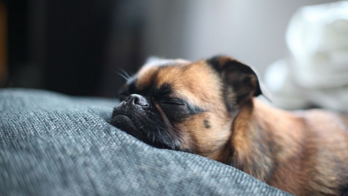 A sleeping pug puppy on a couch