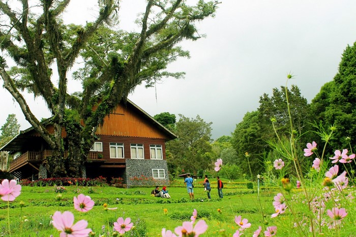 Wooden house with a large tree and flowers in a garden