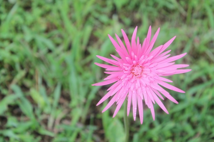 Pink Gerbera Daisy Flower