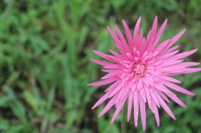 Pink Gerbera Daisy with Water Droplets