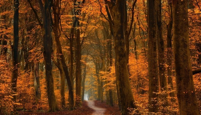 Sunlit Autumn Forest Path with Golden Leaves