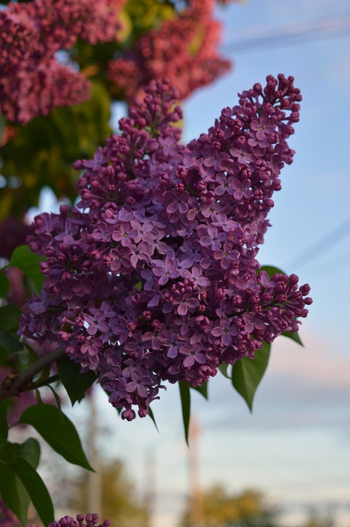 Purple lilac flowers on a branch with green leaves