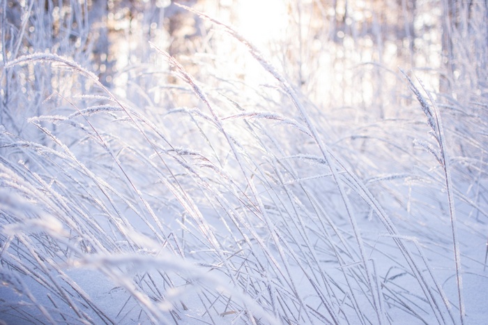 frost, snow, Meadows, 8k, grass, 4k, 5k