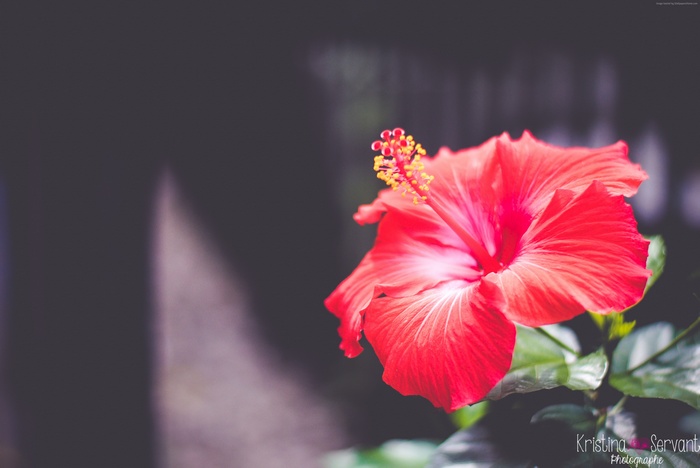 Red Hibiscus Flower in 4K