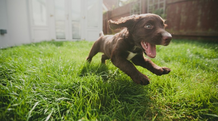 Brown puppy running on green grass