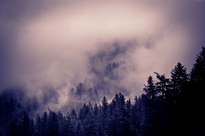 Misty Forest with Pine Trees