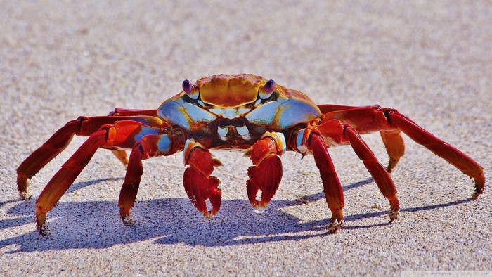 Sally Lightfoot Crab on Sandy Beach