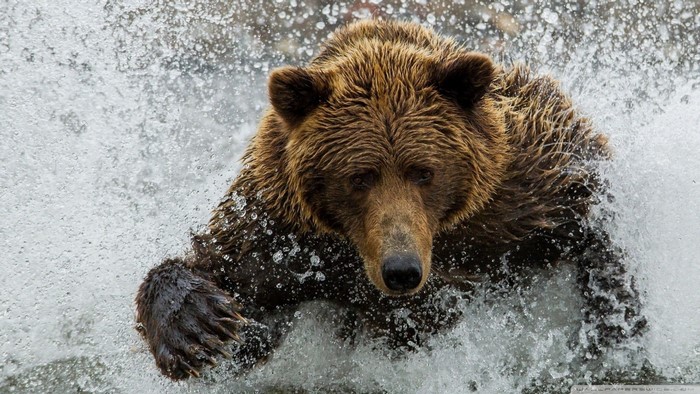 Grizzly bear running through water