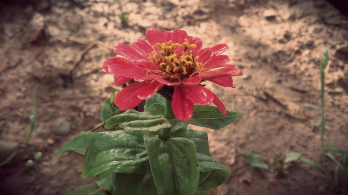 Close-up of a red zinnia flower with green leaves