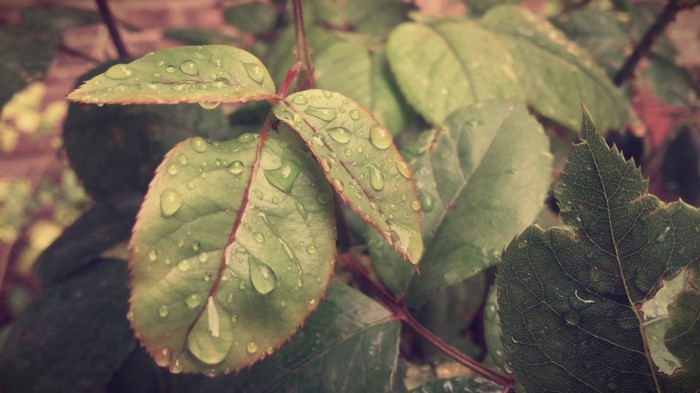 Close up of wet green leaves with water droplets