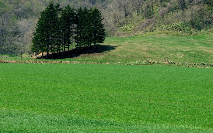 Green field with trees on a hill