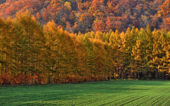 Autumn forest and green field landscape