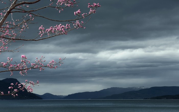 Cherry blossoms over a dark sea and mountains