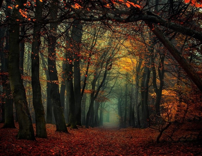 Autumn forest path with fallen leaves and mist