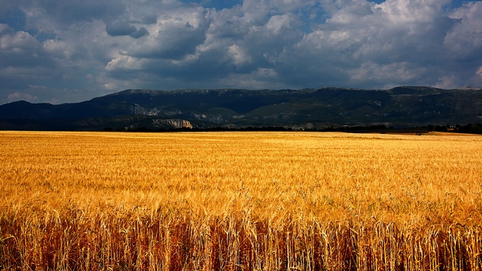 Wheat field in Plateau de Valensole, France