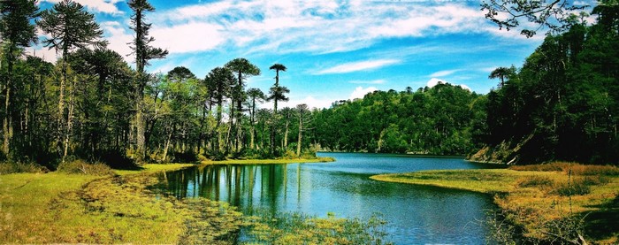 Monkey puzzle trees by a lake in Chile