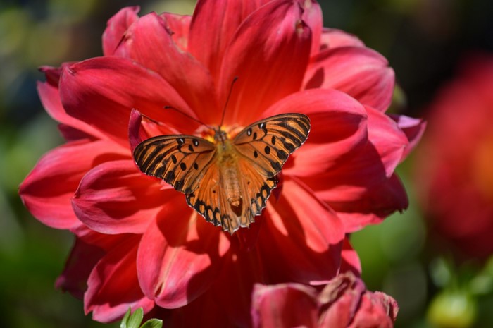 Orange butterfly on a red dahlia flower