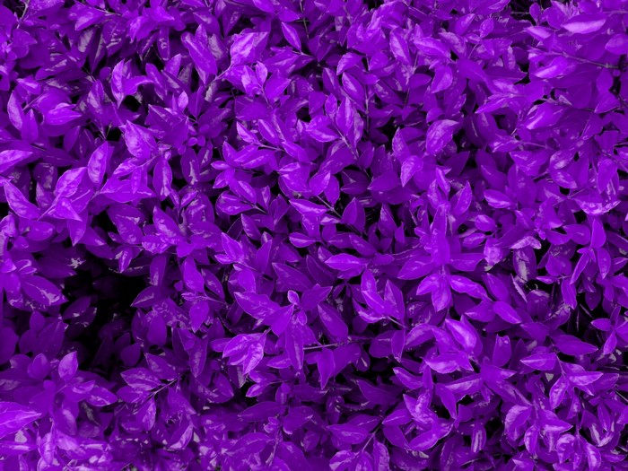 Purple leaves and plants