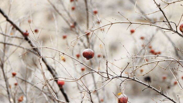 Close up of a pomegranate on a bare tree branch