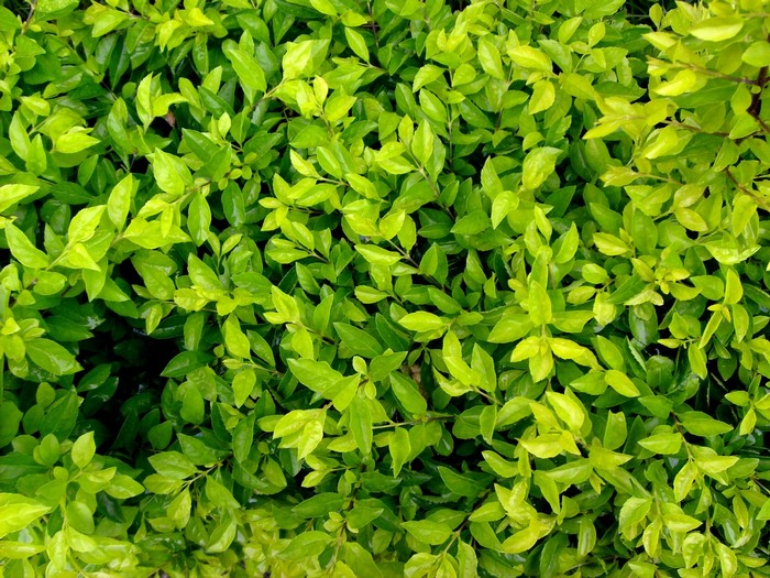 Green leaves of a dense shrub
