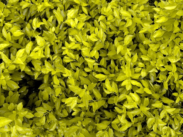Close-up of bright yellow-green leaves of a shrub
