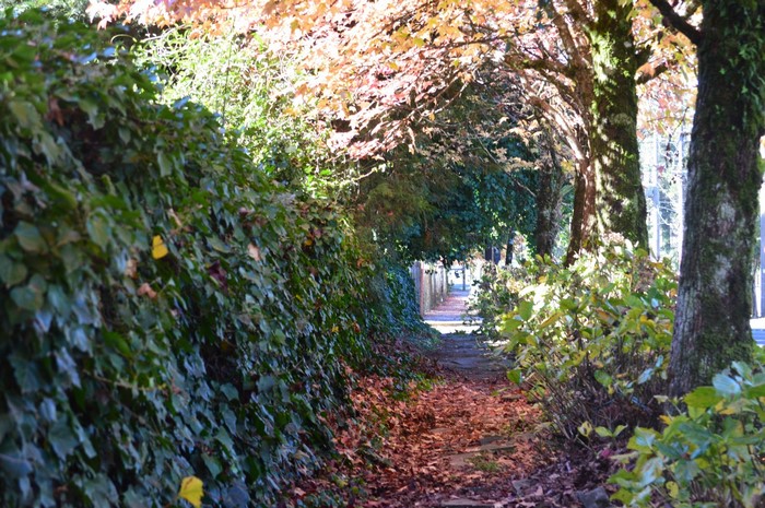 Autumn path lined with ivy and trees