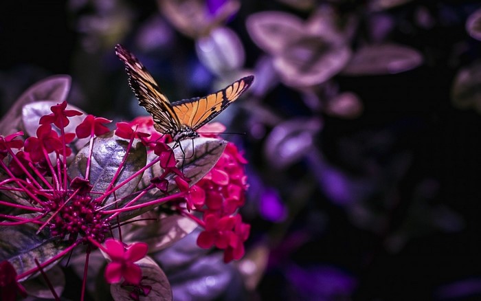 Orange butterfly on pink flowers with purple background