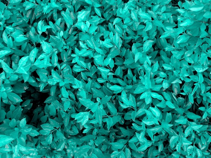 Turquoise leaves and foliage pattern