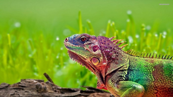 Close up of a colorful iguana lizard in nature