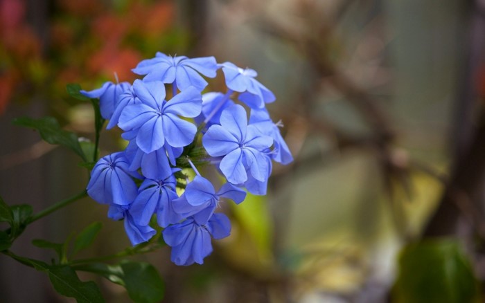 Close-up of blue plumbago flowers with green leaves
