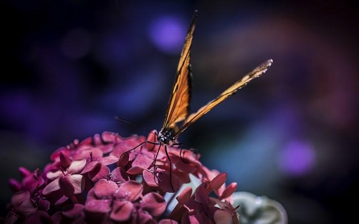 Orange butterfly on pink flowers macro photography