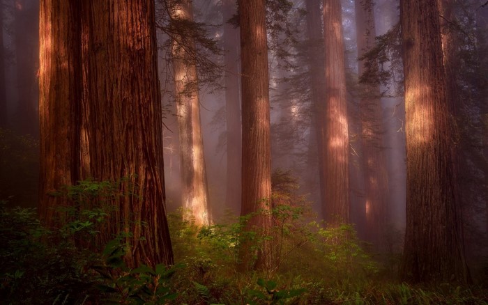 Misty redwood forest with sunlight filtering through trees